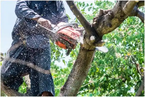 tree services Shelbyville